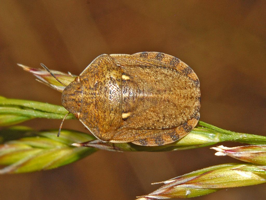 Pentatomidae?  No, Scutelleridae: Eurygaster maura